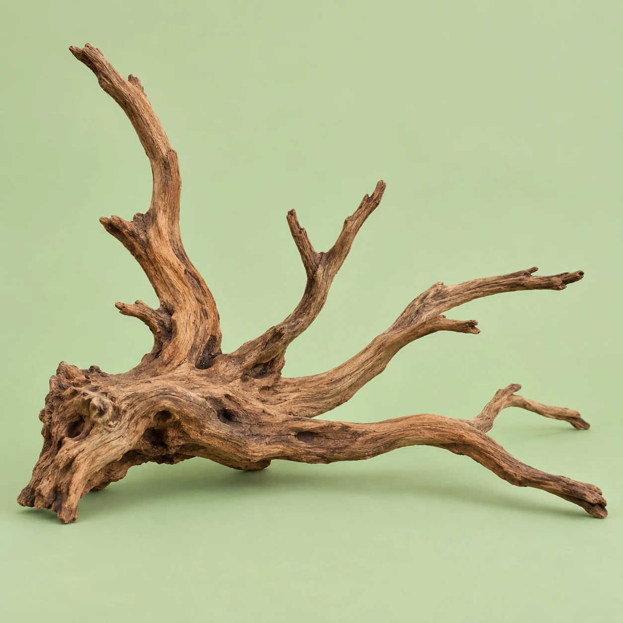 Branching driftwood
